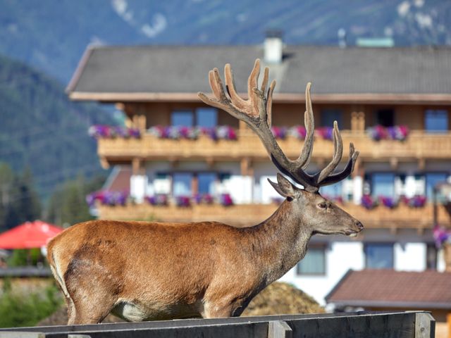 Hotel Abelhof